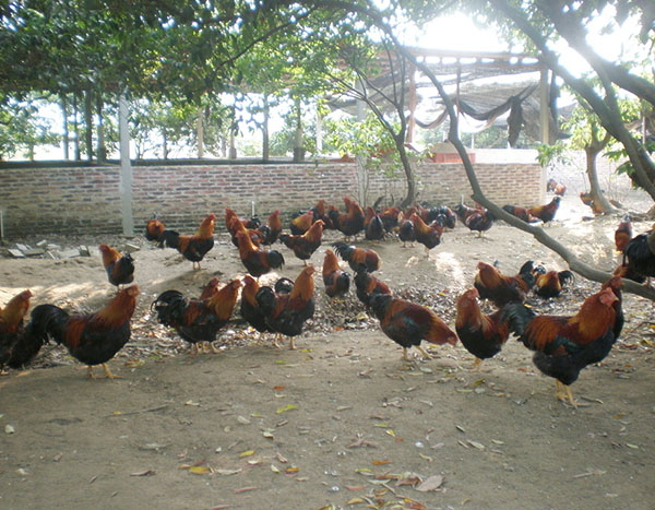 鸡场养植基地